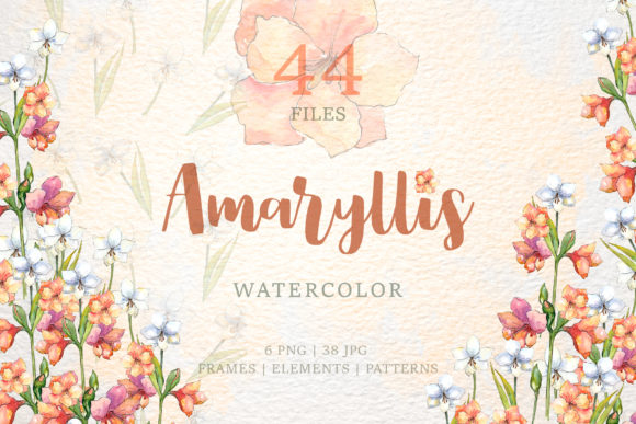 Amaryllis Flowers Watercolor Illustrations Review