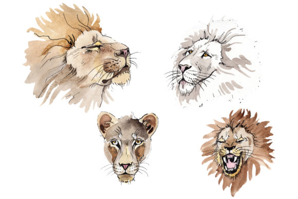 Animal Lion Watercolor Illustrations Review