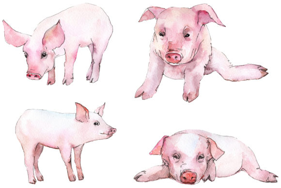 Animal Pig Watercolor Illustrations Review