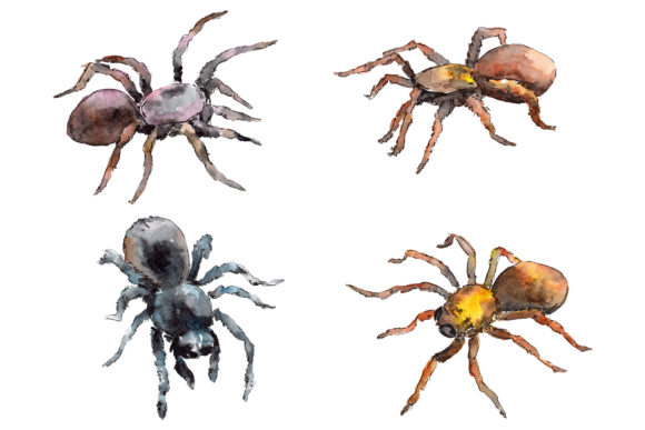 Animal Tarantula Watercolor Illustrations