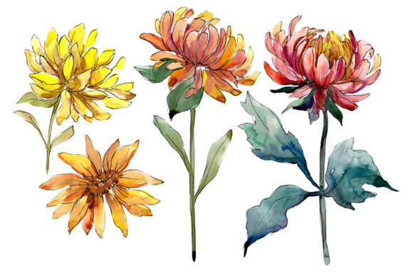 Aster Flowers Yellow - Red Watercolor Review