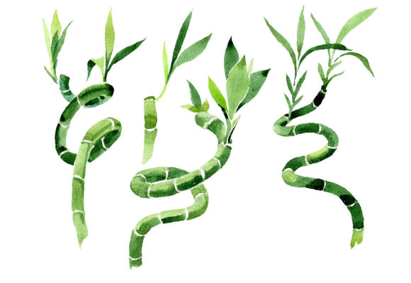 Bamboo Dracena Sanderiana Watercolor Illustrations