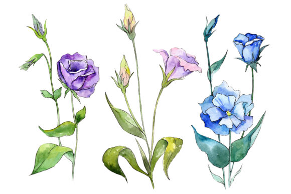 Blue and Purple Eustoma Watercolor Set Illustrations