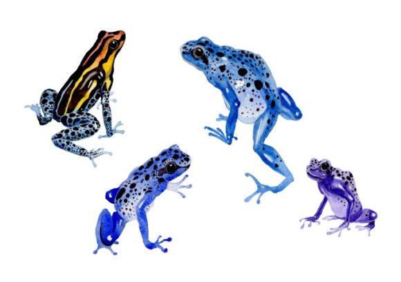 Blue Frog Watercolor Set & Illustrations