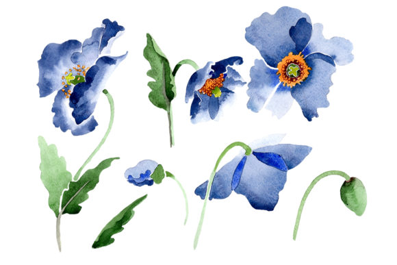 Blue Poppy Flower Watercolor & Illustrations