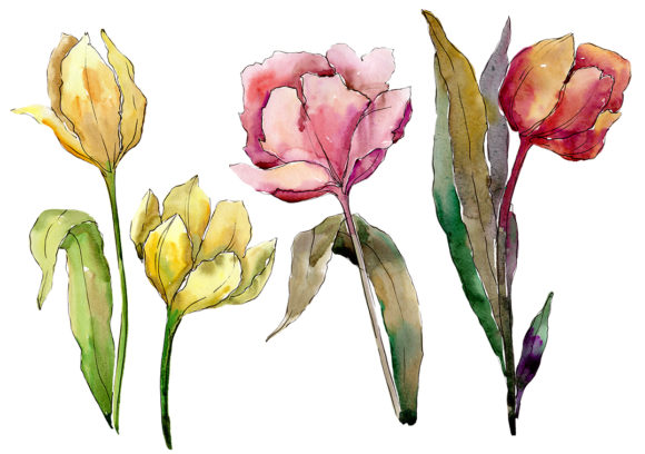 Colorful Tulips Watercolor Flower Set Review