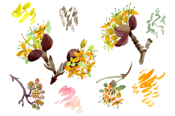 Cornus Mas Watercolor Illustrations Review