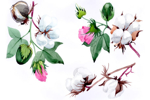 Cotton Plant Flower Watercolor Set Illustrations
