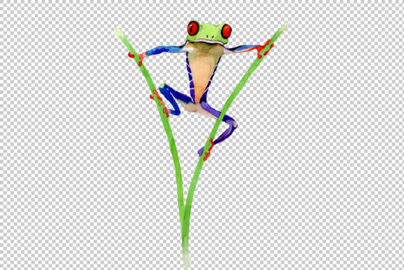 Exotic Frog Red-eyed Watercolor Set & Illustrations