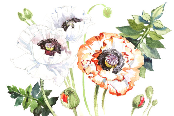 Field Poppies Watercolor Flower Set Review
