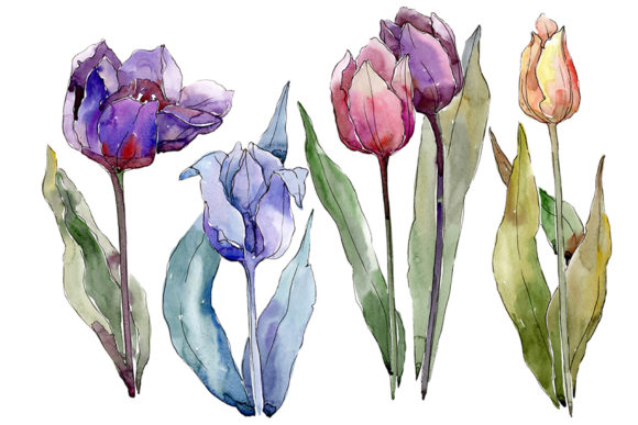 Flowers Tulips Cute Compliment Watercolor Review