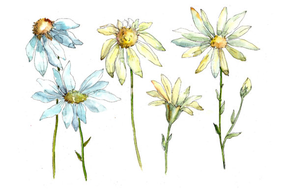 Funny Chamomiles Watercolor Flower Set Review