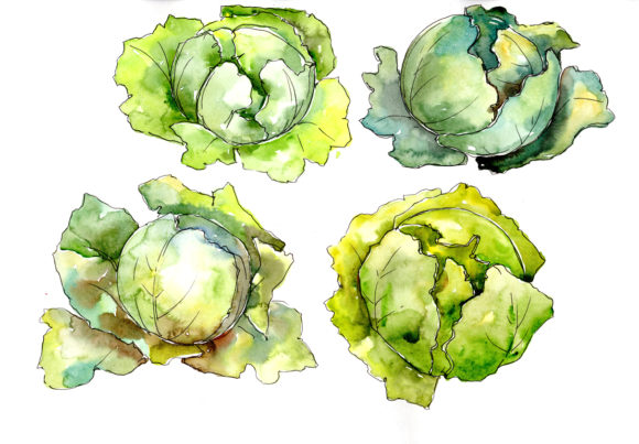 Green Cabbage Watercolor Illustrations Review