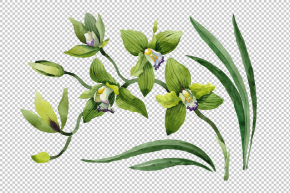Green Orchid Flower Watercolor Set & Illustrations