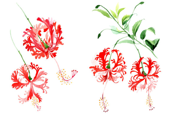 Hibiscus Schizopetalon Red Watercolor Illustrations