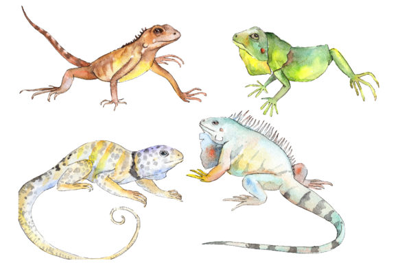 Iguana-1 Watercolor: A Review for Illustrations