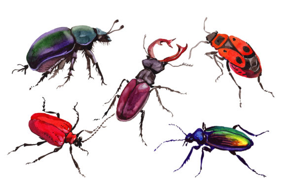 May Beetle Ordinary Watercolor Illustrations