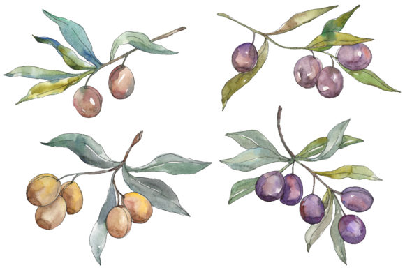 Olives 2 Watercolor: Premium Illustrations Review