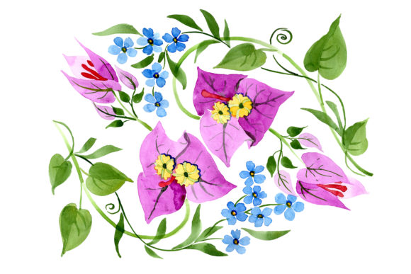 Ornament of Bougainvillea Pink Watercolor Review