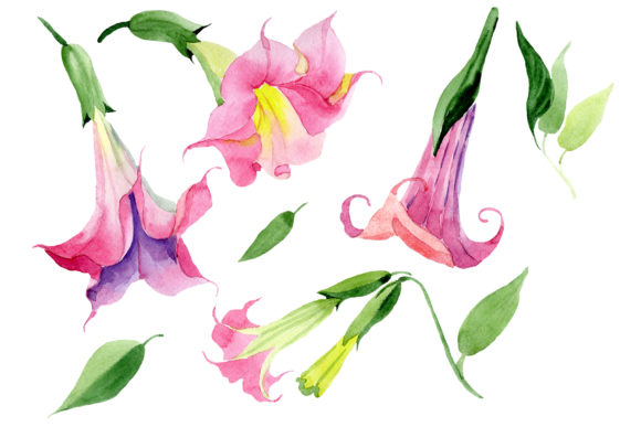 Pink Brugmansia PNG Watercolor Set Illustrations