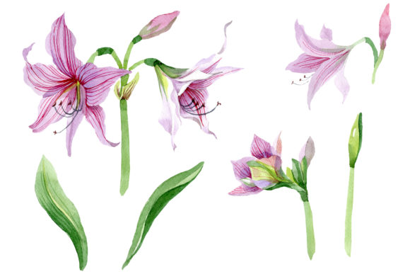 Purple Amaryllis Watercolor Flower Set Review