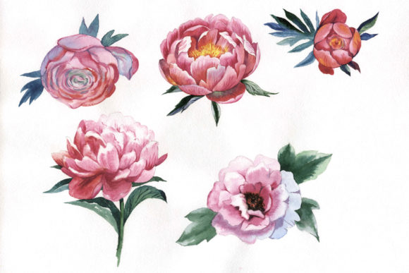 Red Peony Watercolor Flower Illustrations