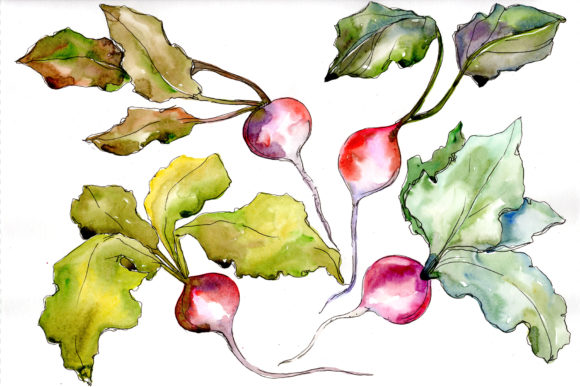 Red Radish Vegetables Watercolor Set Review