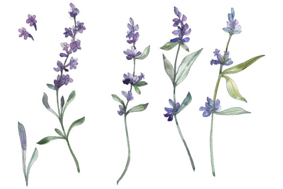 Reviewing Bouquet Summer Breeze Lavender Watercolor