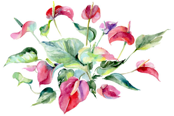Spathiphyllum Red Watercolor Illustrations