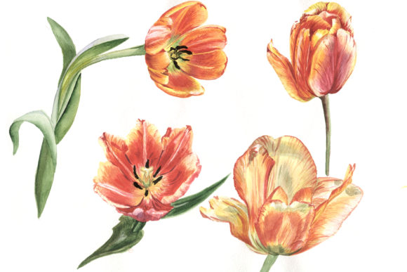 Tulip Red Watercolor Flower Set Illustrations