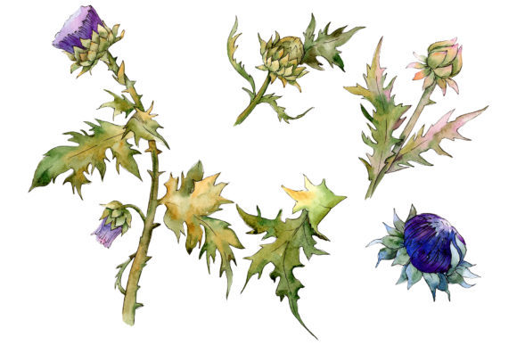 Watercolor Thistle Illustrations Review