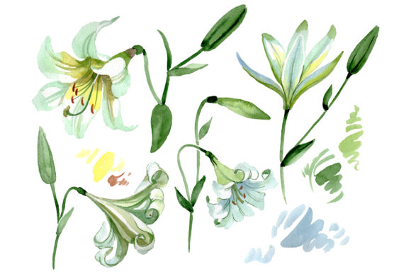 White Lilies Watercolor Illustrations Review