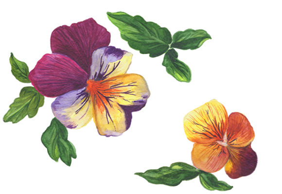 Wildflower Orange Viola Watercolor Set Illustrations