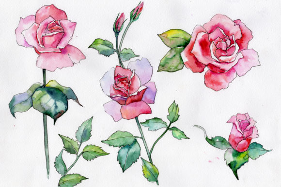Wildflower Pink Rose Watercolor Set Illustrations