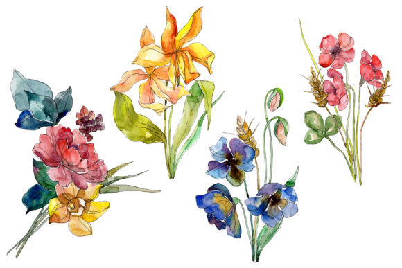 Wildflowers World of Wonders Watercolor Illustrations